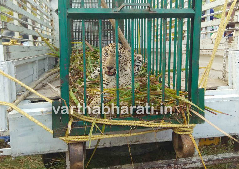 ಮದ್ದೂರು: ಬೋನಿಗೆ ಬಿದ್ದ ಚಿರತೆ