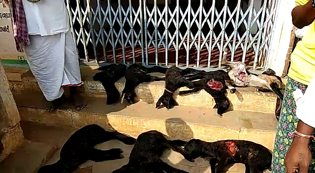 ಹರಿಹರ: ಬೀದಿನಾಯಿ ಹಾವಳಿಗೆ 20 ಕುರಿಗಳು ಬಲಿ