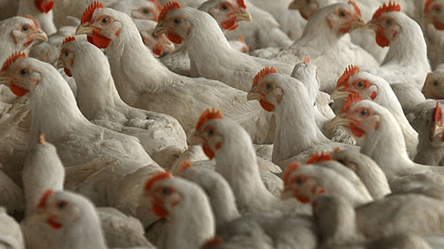 ಬೆಂಗಳೂರಿನಲ್ಲಿ ಹಕ್ಕಿಜ್ವರ: ಕೇಂದ್ರದಿಂದ ದೃಢ