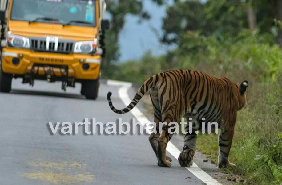 ಕೆಕ್ಕನಹಳ್ಳ ಬಳಿ ಹುಲಿ ಪ್ರತ್ಯಕ್ಷ!