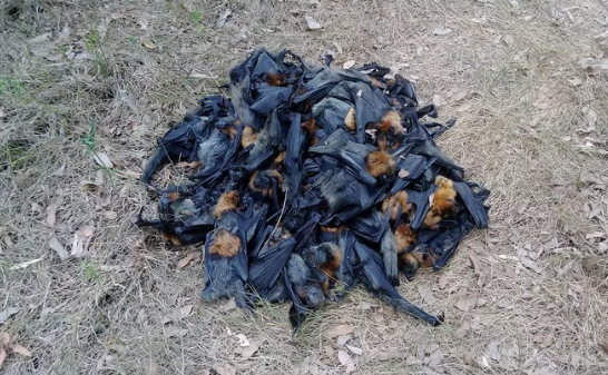 ಅಧಿಕ ಉಷ್ಣಾಂಶ: ಮೆದುಳು ಸುಟ್ಟು ಸಾಯುತ್ತಿವೆ ಬಾವಲಿಗಳು