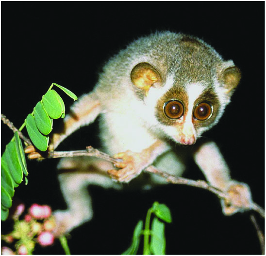 ಅವನತಿಯತ್ತ ಕಾಡುಪಾಪ