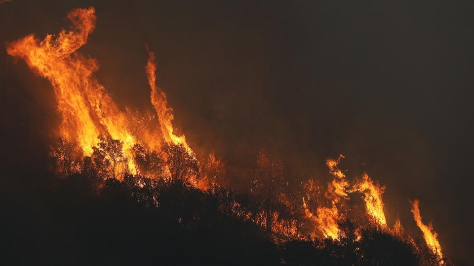 ಪ್ರತಿ ವರ್ಷ ಕಾಡ್ಗಿಚ್ಚುಗಳಿಂದ ಅಂದಾಜು 550 ಕೋಟಿ ರೂ. ನಷ್ಟ!