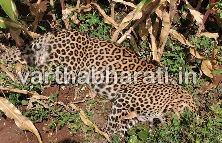 ಕೊಳ್ಳೇಗಾಲ: ವಿದ್ಯುತ್ ತಂತಿ ಸ್ಪರ್ಶಿಸಿ ಚಿರತೆ ಸಾವು