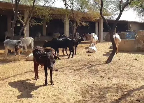 ರಾಜಸ್ಥಾನ: ಪೆಹ್ಲು ಖಾನ್ ಹತ್ಯೆಯ ನಂತರ ಜಾನುವಾರು ಮಾರಾಟದಲ್ಲಿ ಭಾರೀ ಇಳಿಕೆ