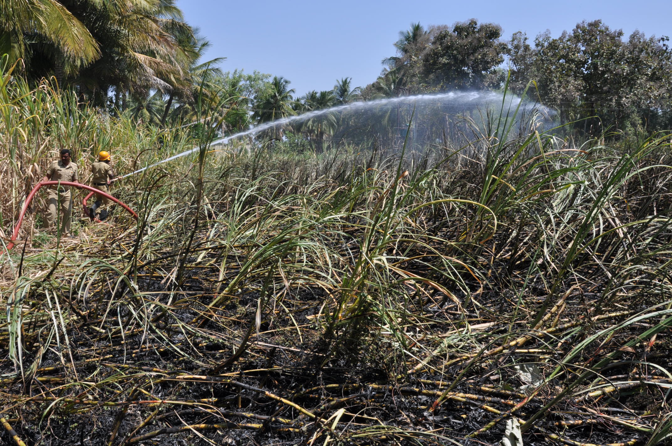 ಕೊಳ್ಳೇಗಾಲ: ಕಬ್ಬಿನ ತೋಟಕ್ಕೆ ಬೆಂಕಿ, ಲಕ್ಷಾಂತರ ರೂ, ನಷ್ಟ