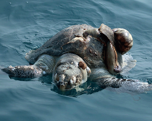 ಅವೈಜ್ಞಾನಿಕ ಮೀನುಗಾರಿಕೆಯಿಂದ ಆಮೆ, ಪಕ್ಷಿಗಳ ಜೀವಕ್ಕೆ ಕುತ್ತು: ಸಮೀಕ್ಷೆಯಿಂದ ಬಹಿರಂಗ