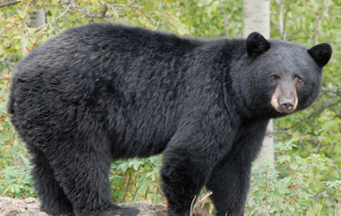 ಶಿವಮೊಗ್ಗ: ಕರಡಿ ದಾಳಿಗೆ ಮಗು ಮೃತ್ಯು; ಮೂವರಿಗೆ ಗಾಯ