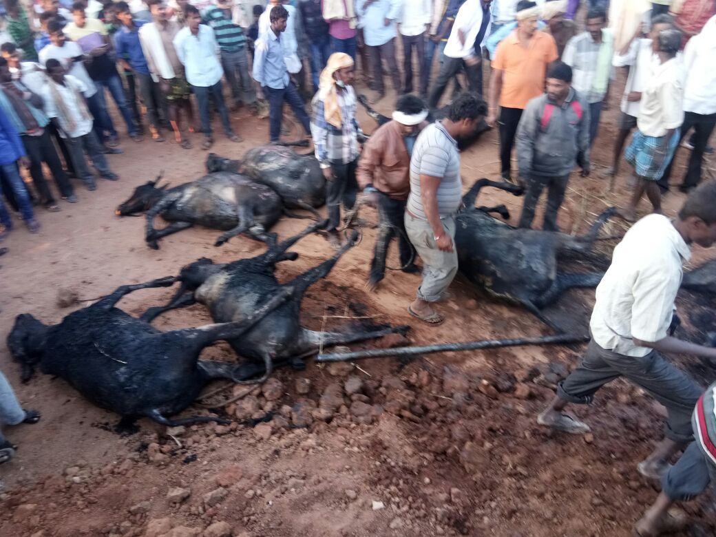 ಜಾತ್ರೆಗೆ ದನಗಳನ್ನು ಸಾಗಿಸುತ್ತಿದ್ದ ವಾಹನಕ್ಕೆ ಬೆಂಕಿ: ಓರ್ವ ವ್ಯಕ್ತಿ, 11 ಹಸುಗಳು ಸಜೀವ ದಹನ