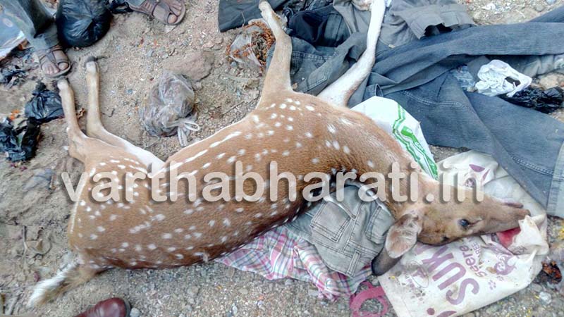 ಚಾಮರಾಜನಗರ: ನಾಲೆಗೆ ಬಿದ್ದು ಪ್ರಾಣ ಕಳೆದುಕೊಂಡ ಜಿಂಕೆ