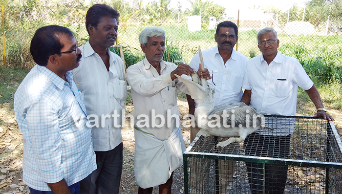 ಮಂಡ್ಯ : ಮತ್ತೆ ಎರಡು ಪೆಲಿಕಾನ್ ಅಸ್ವಸ್ಥ