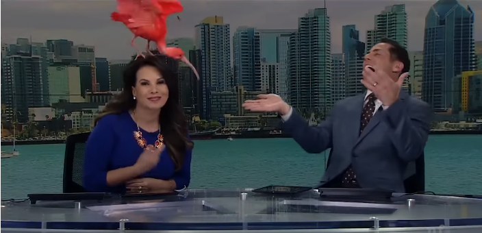 ಸುದ್ದಿ ಓದುತ್ತಿದ್ದಂತೆ ಆ್ಯಂಕರ್ ತಲೆ ಮೇಲೆ ಕೂತ ಹಕ್ಕಿ!