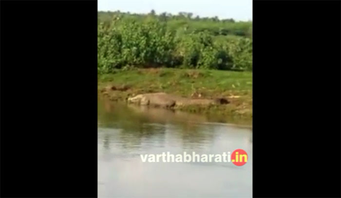 ದೇವರ ಬೆಳಕೆರೆ ಅಣೆಕಟ್ಟಿನಲ್ಲಿ ಮೊಸಳೆ ಪತ್ತೆ : ಗ್ರಾಮಸ್ಥರಲ್ಲಿ ಆತಂಕ