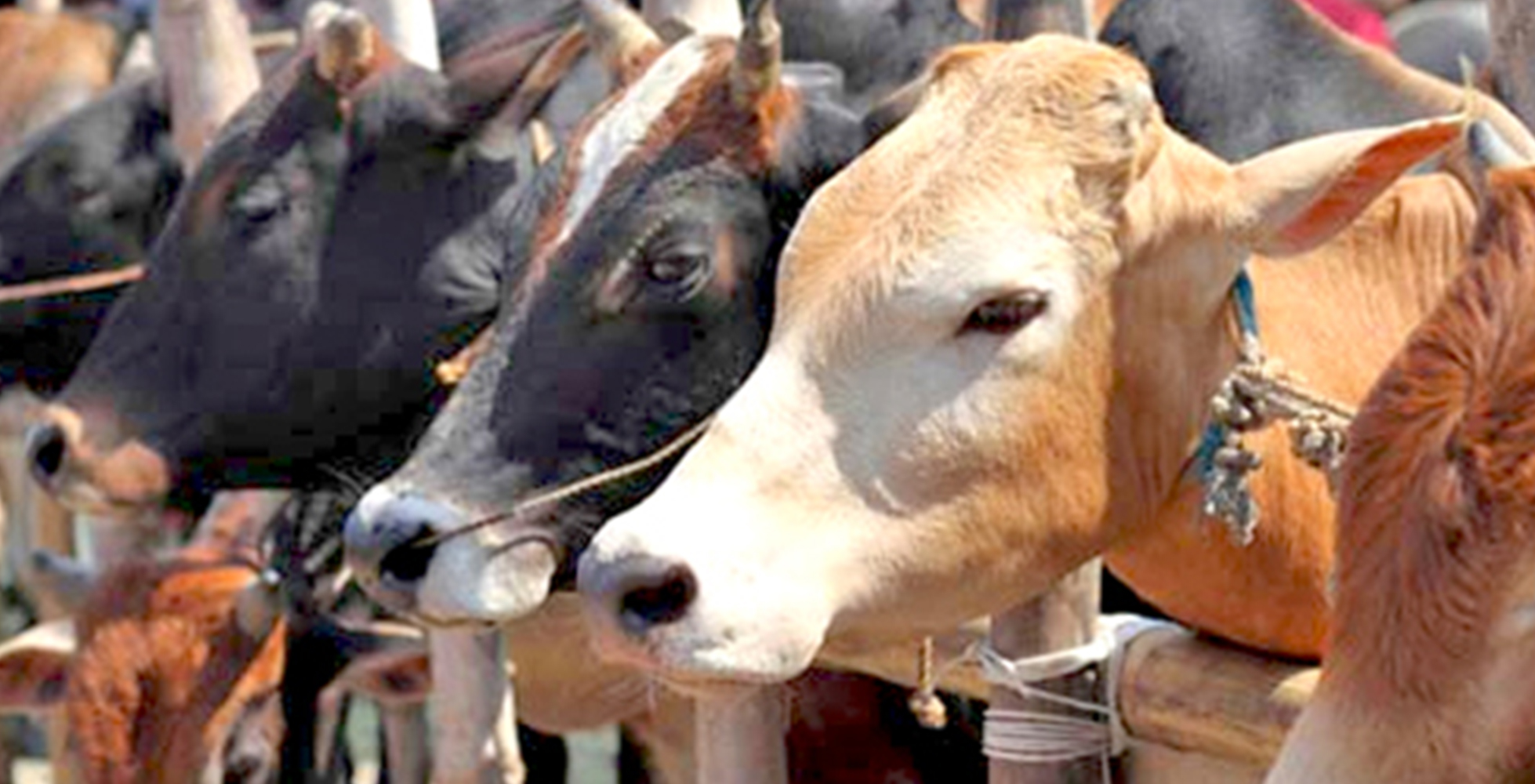 2017-18 ರಲ್ಲಿ ಭಾರತದ ಬೀಫ್ ರಫ್ತಿನಲ್ಲಿ ಹೆಚ್ಚಳ