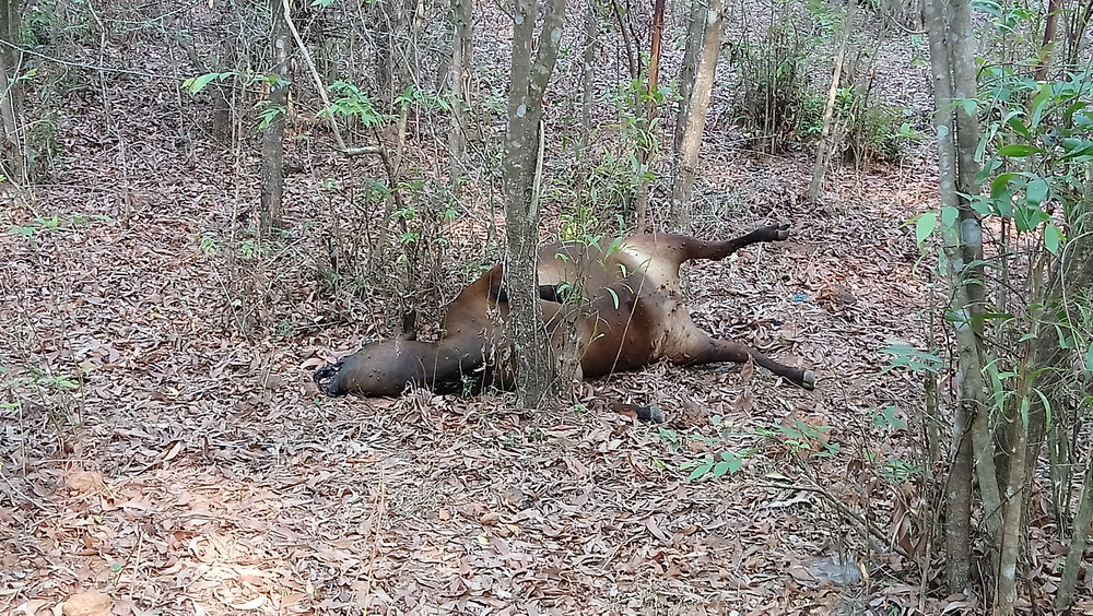 ಭಟ್ಕಳ: ವಿಷ ಆಹಾರ ಸೇವಿಸಿ 30ಕ್ಕೂ ಅಧಿಕ ಜಾನುವಾರುಗಳ ಸಾವು