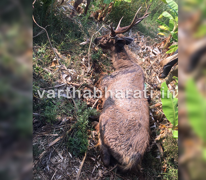 ಚಿಕ್ಕಮಗಳೂರು : ಅಸ್ವಸ್ಥ ಕಡವೆಗೆ ಚಿಕಿತ್ಸೆ ನೀಡಿ ರಕ್ಷಿಸಿದ ಅರಣ್ಯ ಸಿಬ್ಬಂದಿ