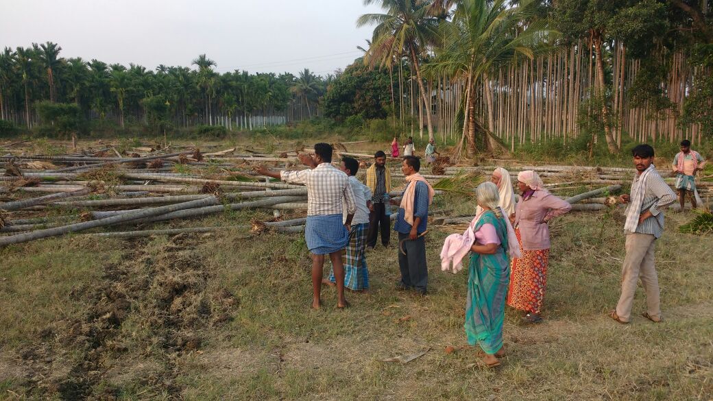 ದಾವಣಗೆರೆ: ಆಸ್ತಿ ವಿವಾದ; 250ಕ್ಕೂ ಅಧಿಕ ಅಡಿಕೆ ಮರಗಳ ನಾಶ