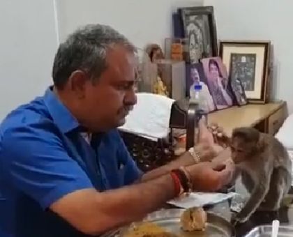 ​ಶಾಸಕರ ಜೊತೆ  ಉಪಾಹಾರ ಸೇವಿಸಿದ ಕೋತಿ ....!