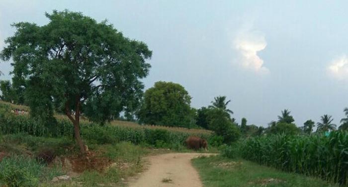ಹನೂರು: ಜಮೀನಿಗೆ ಲಗ್ಗೆ ಇಟ್ಟ ಆನೆ; ಬೆಳೆ ನಾಶ