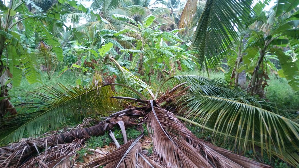 ಹುಳಿಯಾರು: ಭಾರೀ ಮಳೆಗೆ ನೆಲಕ್ಕುರುಳಿದ ವಿದ್ಯುತ್ ಕಂಬ, ಮರಗಳು