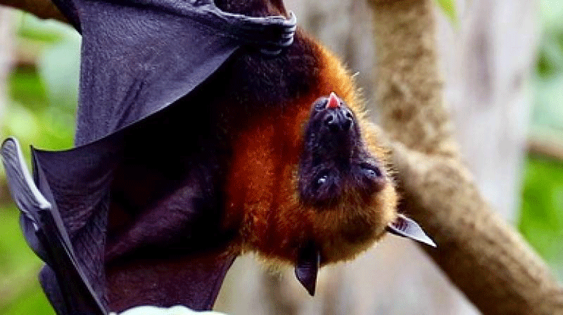 ನಿಪಾಹ್ ವೈರಸ್‌ಗಿಂತ ವೇಗವಾಗಿ ಹರಡುತ್ತಿದೆ ಅದರ ಕುರಿತ ಭಯ, ವದಂತಿ