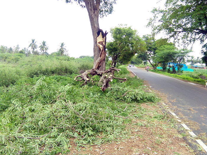 ಹನೂರು : ಭಾರಿ ಗಾಳಿ ಮಳೆಗೆ ಧರೆಗುರುಳಿದ ಮರಗಳು