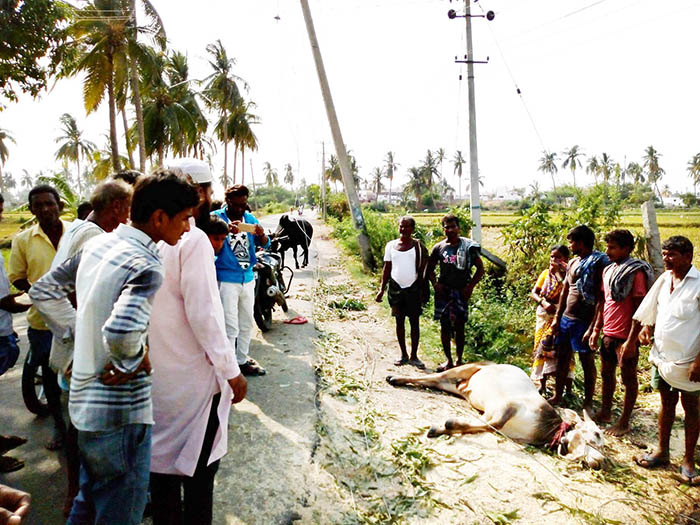 ಗಂಗಾವತಿ: ವಿದ್ಯುತ್ ತಂತಿ ತಗುಲಿ ಎರಡು ಕರುಗಳ ಸಾವು