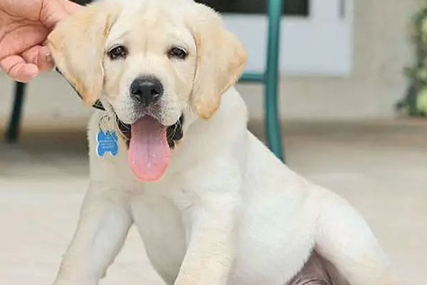 ವಿಶ್ವದ ಅತ್ಯಂತ ದುಬಾರಿ ಸಾಕುಪ್ರಾಣಿಗಳು ಇಲ್ಲಿವೆ ನೋಡಿ....