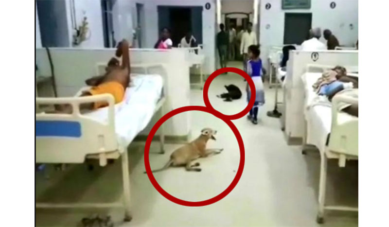 ರೋಗಿಗಳ ಮಂಚದಡಿ, ಎಲ್ಲೆಂದರಲ್ಲಿ ಬೀದಿನಾಯಿಗಳು!