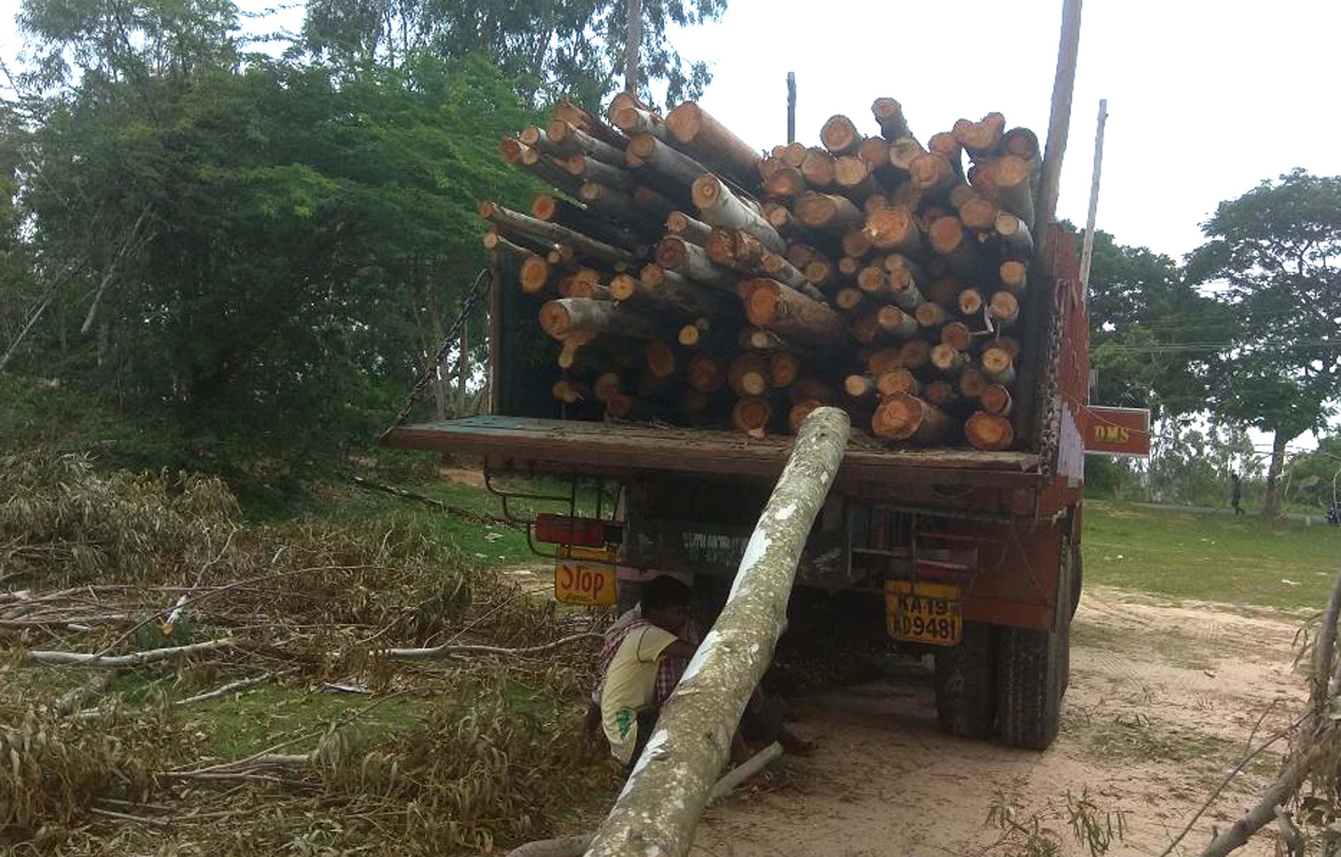 ಮಂಡ್ಯ: ಸರಕಾರಿ ಶಾಲೆ ಆವರಣದ ಮರಗಳ ಅಕ್ರಮ ಕಟಾವು; ಅರಣ್ಯ ಇಲಾಖೆಗೆ ದೂರು