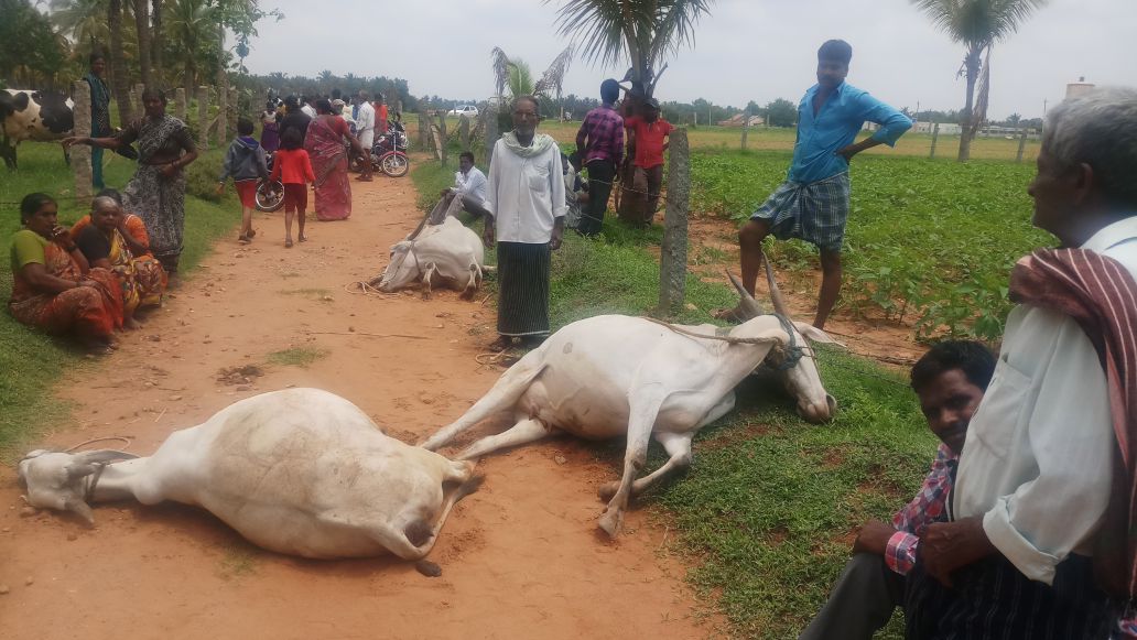 ಚಿಕ್ಕಮಗಳೂರು: ವಿದ್ಯುತ್ ಹರಿದು ಮೂರು ಹಸುಗಳು ಸಾವು; ತಪ್ಪಿದ ಭಾರೀ ಅನಾಹುತ