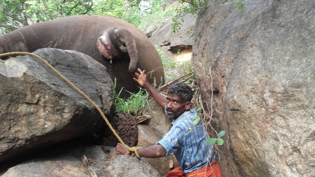 ಹನೂರು: ಆನೆ ದಂತ ಕದ್ದ ಆರೋಪಿಯ ಬಂಧನ