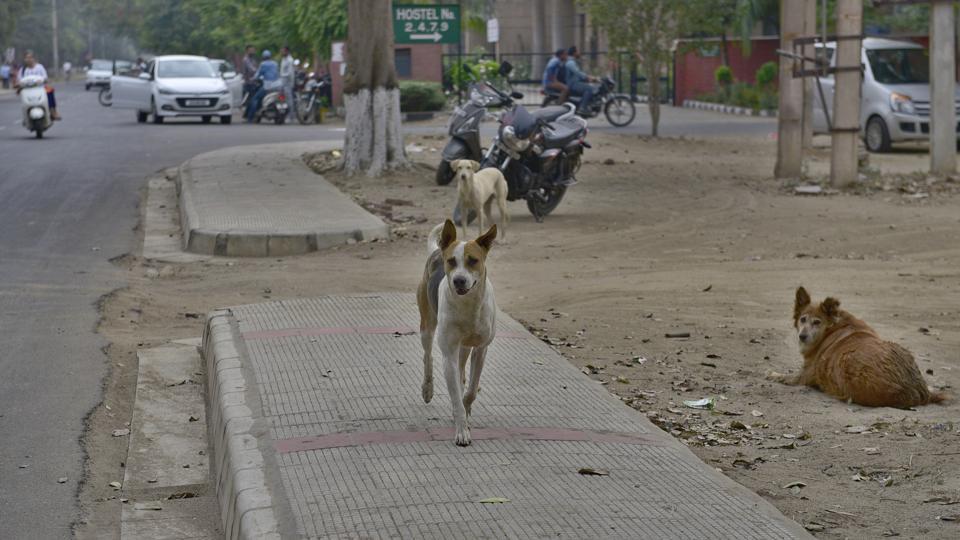 ಉತ್ತರ ಪ್ರದೇಶದಲ್ಲಿ ನಾಯಿಗಳ ದಾಳಿಗೆ 12 ಮಕ್ಕಳು ಬಲಿ