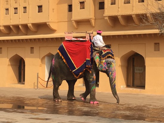 ರಾಜಸ್ಥಾನ: ಆನೆಗಳಿಗೆ ಚಿತ್ರಹಿಂಸೆ, ತನಿಖೆಗೆ ಕೋರ್ಟ್ ಆದೇಶ