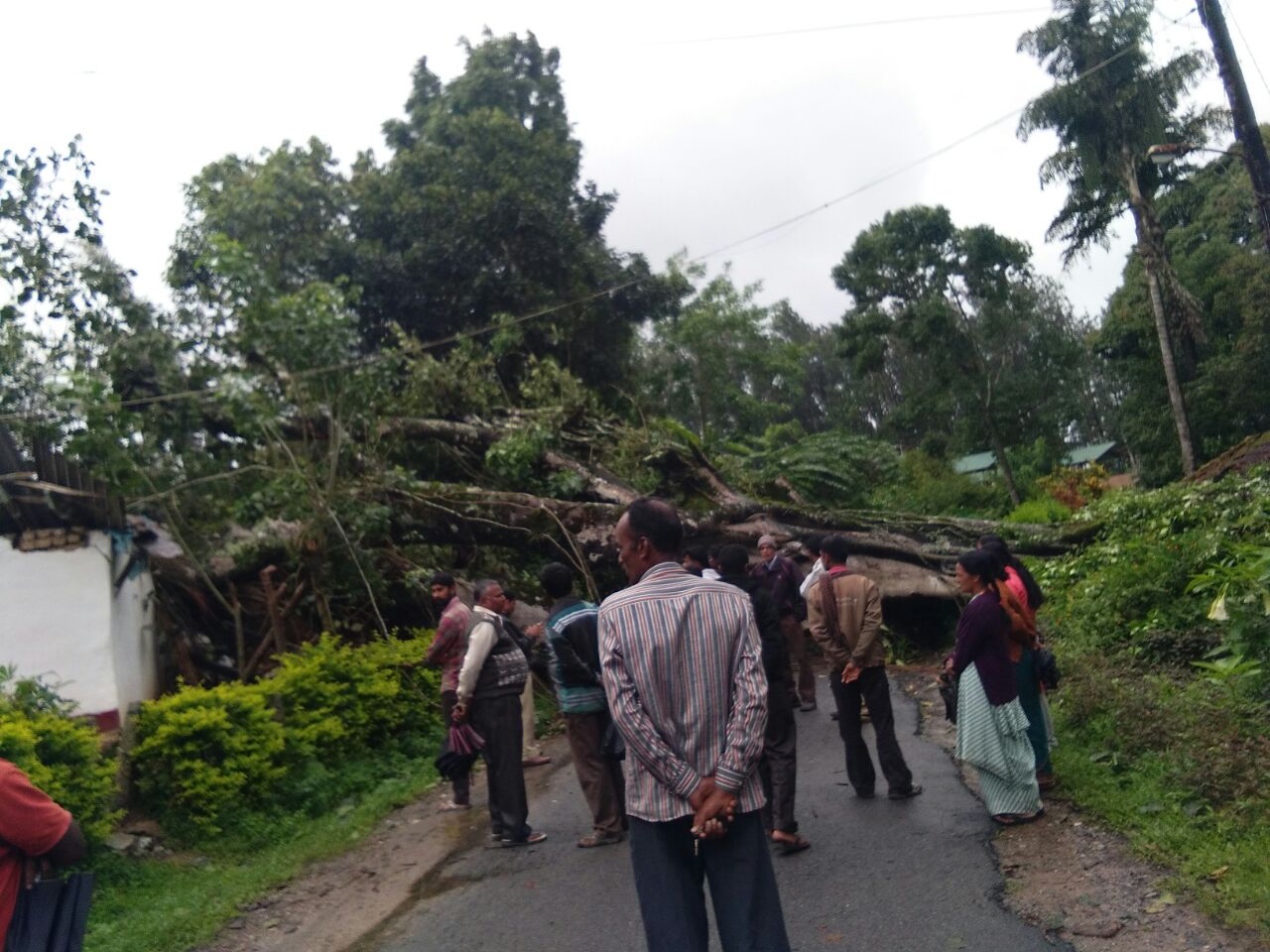 ಆಲ್ದೂರು; ರಸ್ತೆ ಮೇಲುರುಳಿದ ಮರ : ಎರಡು ಮನೆಗಳು ಜಖಂ