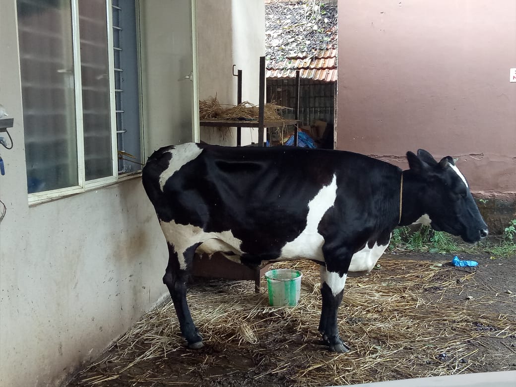 ಬಂಟ್ವಾಳ: ಅಕ್ರಮ ಕಸಾಯಿಖಾನೆ ಆರೋಪ: ಆರು ಮಂದಿ ಸೆರೆ