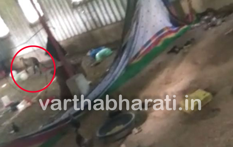 ತುಮಕೂರು: ಕೋಳಿ ಫಾರಂ ನುಗ್ಗಿ 400 ಕೋಳಿಗಳನ್ನು ಕೊಂದ ಚಿರತೆ !