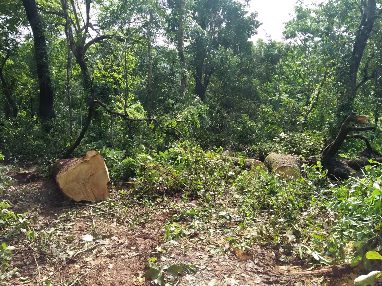 ಮರ ಕಳ್ಳತನ: ಮೂವರ ವಿರುದ್ಧ ಪ್ರಕರಣ