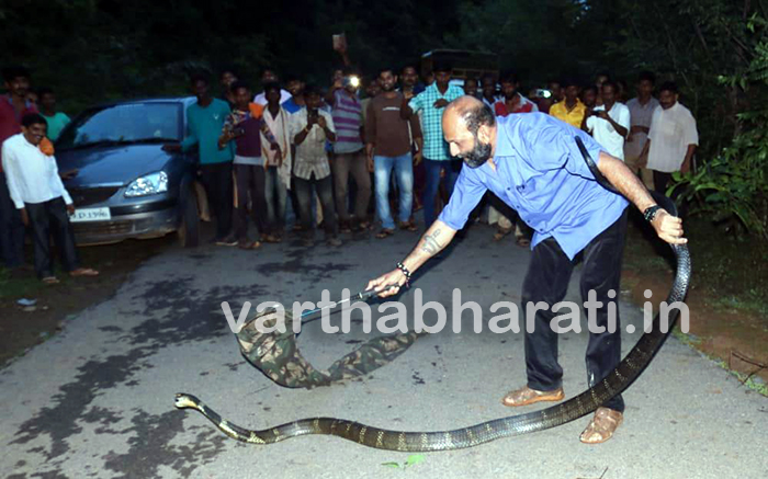 ಬೆಳ್ತಂಗಡಿ : ಬೇಲಿಯಲ್ಲಿ ಸಿಕ್ಕಿಹಾಕಿಕೊಂಡಿದ್ದ ಕಾಳಿಂಗ ಸರ್ಪ ರಕ್ಷಣೆ