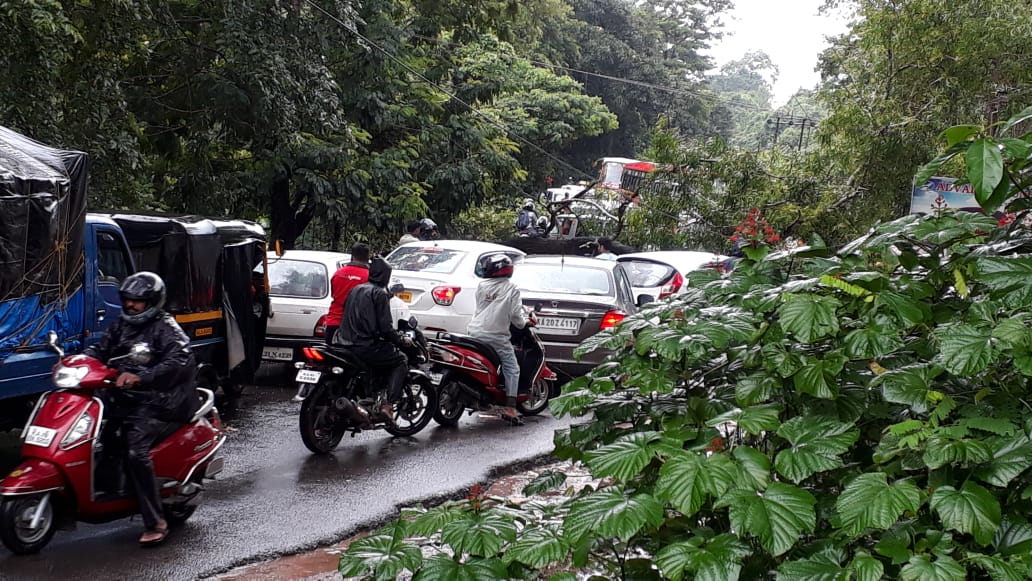 ಬೆಳ್ತಂಗಡಿ:  ಹೆದ್ದಾರಿಗೆ ಮರ ಬಿದ್ದು ರಿಕ್ಷಾ ಜಖಂ