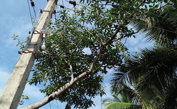 ಮಂಡ್ಯ: ವಿದ್ಯುತ್ ತಂತಿಗೆ ಜೋತು ಬಿದ್ದಿರುವ ಮರದ ಟೊಂಗೆ; ಸೆಸ್ಕ್ ಅಧಿಕಾರಿಗಳ ನಿರ್ಲಕ್ಷ್ಯಕ್ಕೆ ಗ್ರಾಮಸ್ಥರ ಆಕ್ರೋಶ