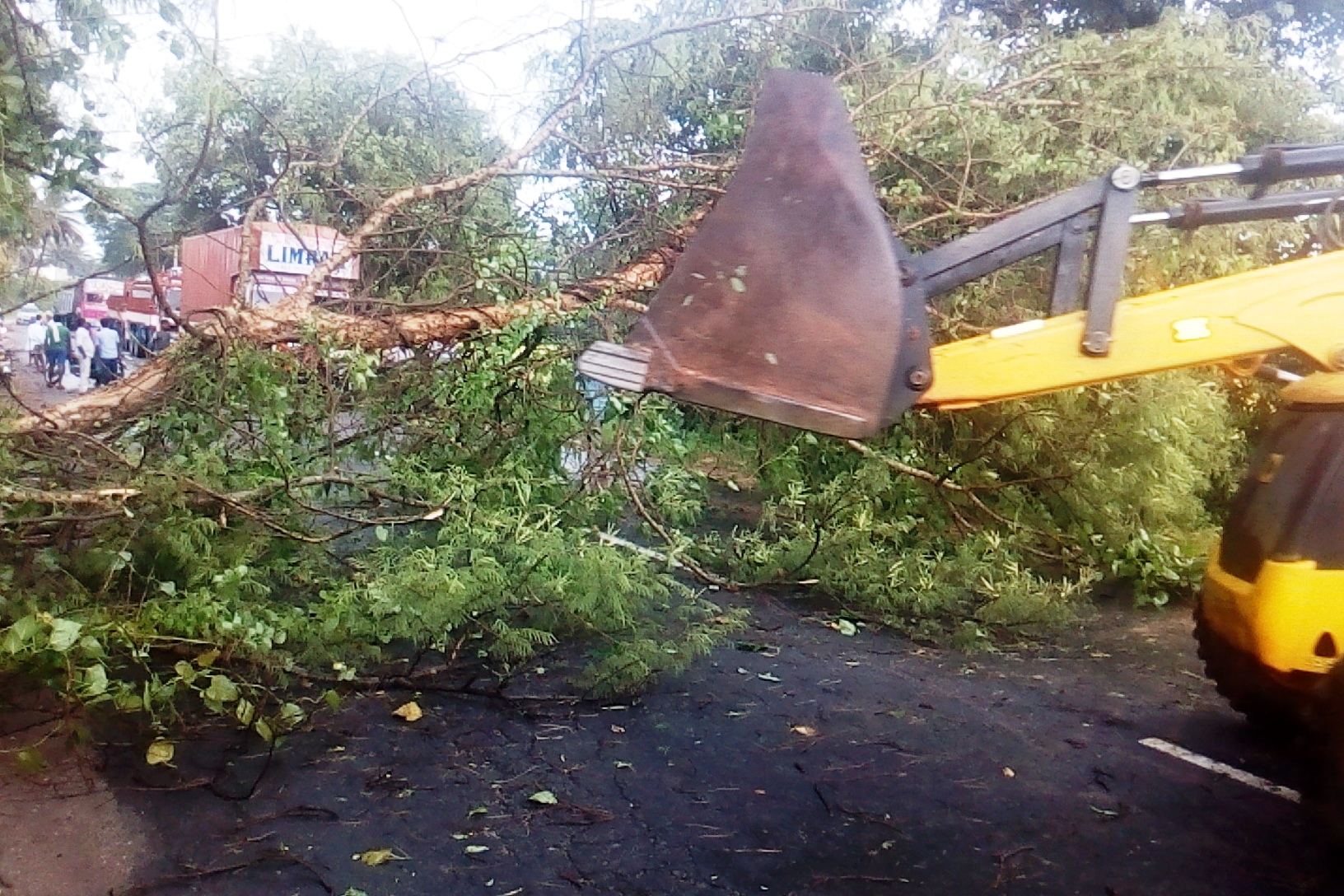 ಮಂಡ್ಯ: ಪಾಂಡವಪುರದಲ್ಲಿ ವರುಣನ ಆರ್ಭಟ; ರಸ್ತೆಗುರುಳಿದ ಮರಗಳು