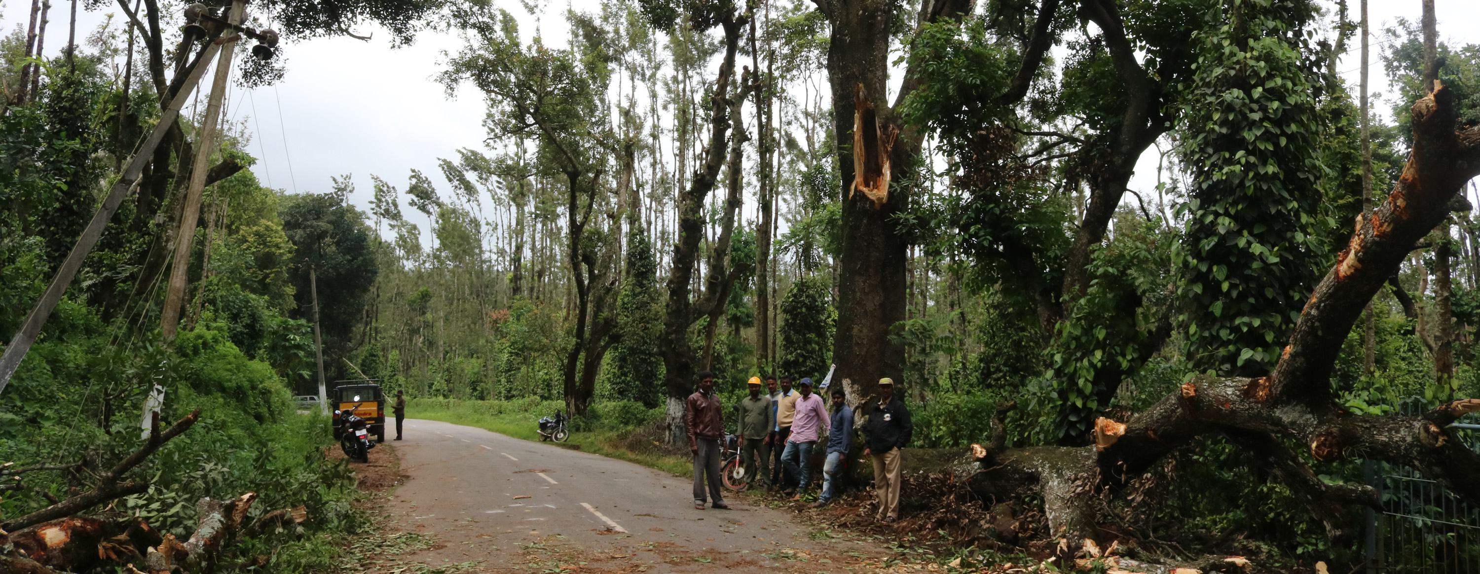 ಸೋಮವಾರಪೇಟೆ: ಮರದ ರೆಂಬೆ ಬಿದ್ದು ರಸ್ತೆ ಸಂಚಾರ ಸ್ಥಗಿತ