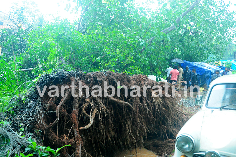 ಮೆಲ್ಕಾರ್: ಬುಡ ಸಮೇತ ಮಗುಚಿ ಬಿದ್ದ ಮರ