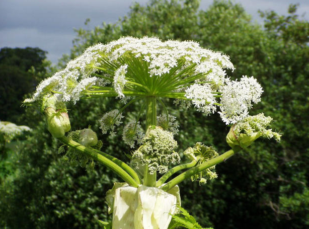 ಈ ಮರವನ್ನು ಮುಟ್ಟಿದರೆ ನೀವು ದೃಷ್ಟಿ ಕಳೆದುಕೊಳ್ಳುತ್ತೀರಿ!