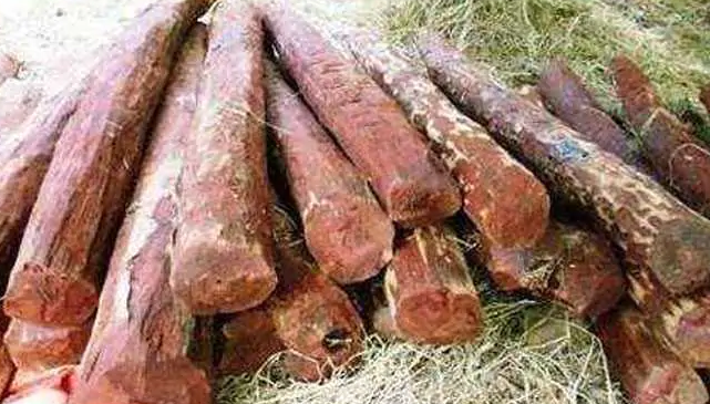 ವಿಮಾನ ನಿಲ್ದಾಣದಲ್ಲಿ ಐದು ಕೋಟಿ ರೂ. ಮೌಲ್ಯದ ರಕ್ತಚಂದನ ವಶ