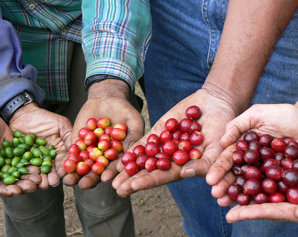 ಅತಿ ಮಳೆಯಿಂದ ಕಾಫಿ ಬೆಳೆಗೆ ಹಾನಿ: ಮುಂಜಾಗೃತಾ ಕ್ರಮಕ್ಕೆ ಕಾಫಿ ಸಂಶೋಧನಾ ಕೇಂದ್ರ ಸಲಹೆ