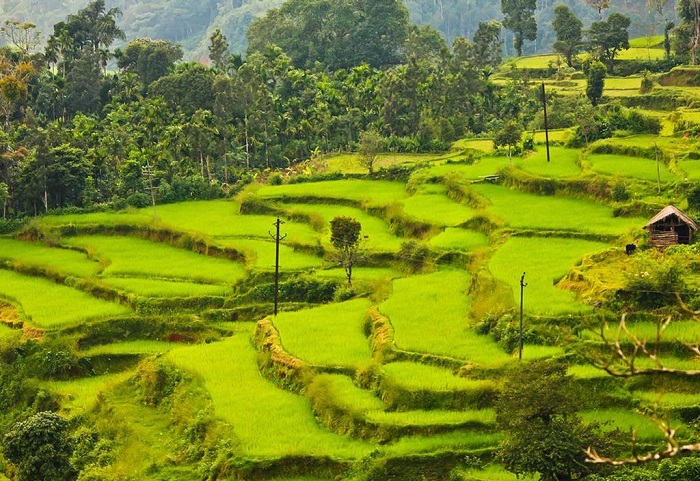 ಅವಸಾನದತ್ತ ಮಲೆನಾಡಿನ ಸಾಂಪ್ರದಾಯಿಕ ಭತ್ತದ ಕೃಷಿ: ಕಾಫಿ, ಅಡಿಕೆ ತೋಟಗಳಾಗುತ್ತಿರುವ ಭತ್ತದ ಗದ್ದೆಗಳು