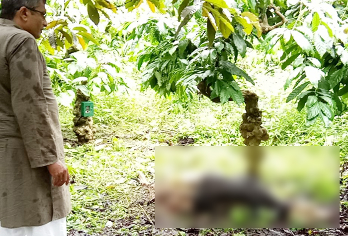 ಮಡಿಕೇರಿ: ಹುಲಿದಾಳಿಗೆ ಜಾನುವಾರು ಬಲಿ