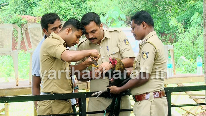 ಮೂಡುಬಿದಿರೆಯ ಬೊಗ್ರುಗುಡ್ಡೆಯಲ್ಲಿ ಹೈಟೆಕ್ ಕೋಳಿ ಅಂಕ : ಪೊಲೀಸರಿಂದ  ದಾಳಿ